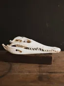 10.5" Nile Crocodile Skull, SB988