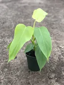 4″ Philodendron Aurea “Golden Violin”