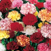 Mixed Colored Carnations Arranged in a Vase