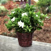 August Beauty (Gardenia jasminoides)