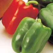 Aristotle X3R Hybrid Pepper