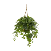 38" Emerald Cascade - Hanging Basket Real Touch