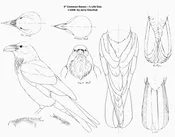 1/3 Life-Size Common Raven