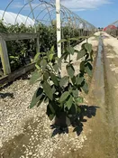 Alleghany Viburnum