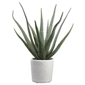 21″ Aloe Plant in Cement Pot