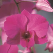 Dendrobium Orchid [Dendrobium spp.]