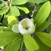 Magnolia virginiana
