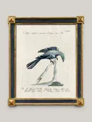 Aviary Framed Bird Prints