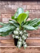 6" CHINESE EVERGREEN
