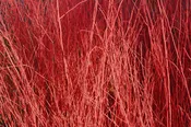Red Osier Dogwood – Shipping Fall 2026