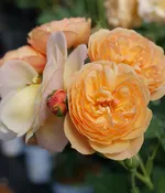 3G Rosa 'Honey Apricot' - Orange Edible Flavorette Rose Bush - 1029366