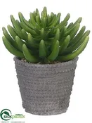 Silk Plants Direct Aeonium - Green - Pack of 1
