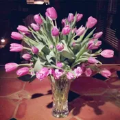 Tulips in pink