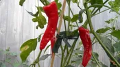 Baklouti Green Fused Chili EVO