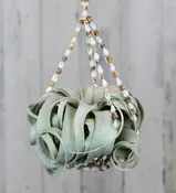 Air Plant