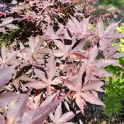 Acer palmatum 'Emperor I' (Japanese Maple)