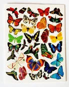 ART NOUVEAU VINTAGE CARD SET - RAINBOW BUTTERFLY (SET OF 8)