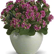 Kalanchoe
