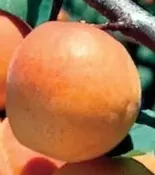 Apricot, Harogem — The Farm Between