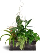 Bountiful Dish Garden