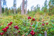 Cranberry Woods — Pierpoint Candle Company