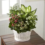 Dishgarden with a blooming plant, if available , or fresh flowers and a bow!!