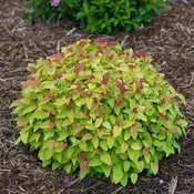 DOUBLE PLAY® CANDY CORN® Spiraea | Proven Winners®