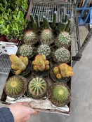 4” Assorted Cactus – Bulk 10 Pots Indoor Succulent Plants (Case of 10 Pots)