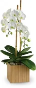 AMONG ORCHIDS