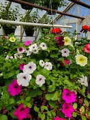 16" COMBINATION HANGING BASKET