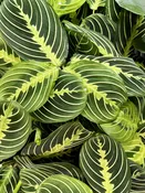 4" prayer plant -lime — the plant gays