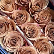 Caramel/Sand Macadamia Roses