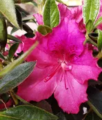 Azalea, Southern Indica ‘Southern Charm’