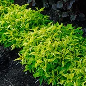 1 Gallon Alternanthera