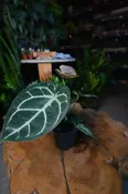 Anthurium Silver Blush x Magnificum 4”