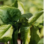 Arisaema triphyllum<br>Jack-in-the-pulpit