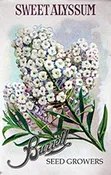 Alyssum – Carpet of Snow