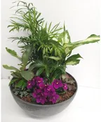DESKTOP DISHGARDEN