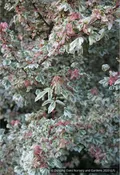 Acer campestre 'Carnival', Variegated Hedge Maple