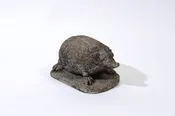 AGED HEDGEHOG