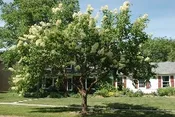 Syringa pekinensis ‘Morton’ China Snow™ Peking lilac