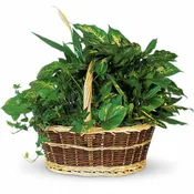 Large Basket Garden