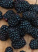 Apache Thornless Blackberry Plant