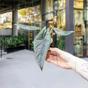 Alocasia scalprum