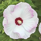Ballet Slippers Hibiscus