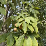 Aesculus flava