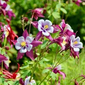 Columbine: Mckana's Giant