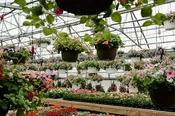 36" Window Boxes —  Wagenmaker Greenhouses
