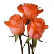 100 Coral Roses