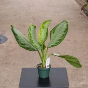 Aglaonema 'Silver Bay'